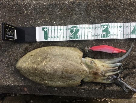 A.P.P フィッシングガイドサービス　イカチェックへRIDEON！