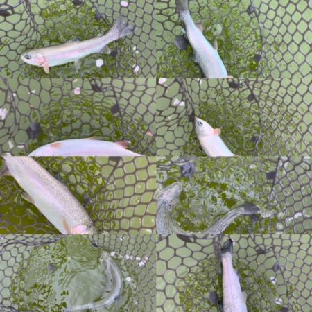 服部緑地　結構活性高い