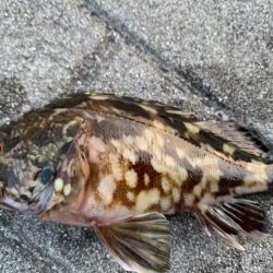 コスモ　ガジラ昨年より型が小さい