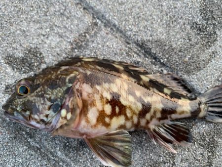 コスモ　ガジラ昨年より型が小さい