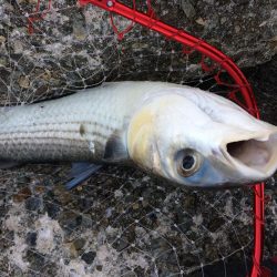 プチsalt water game?