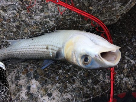 プチsalt water game?