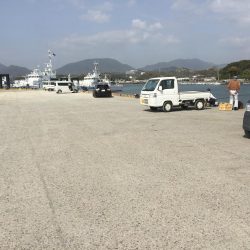 良型コノシロ10匹