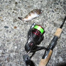 久しぶりの釣果！