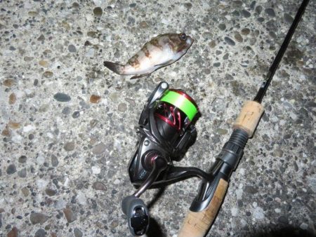 久しぶりの釣果！