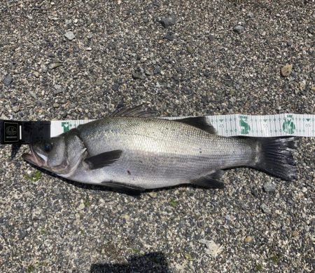 A.P.Pフィッシングガイドサービス　上五…