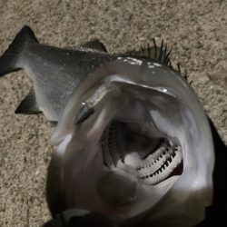 A.P.P フィッシングガイドサービス 夜釣りチェックへ!