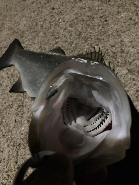 A.P.P フィッシングガイドサービス 夜釣りチェックへ!