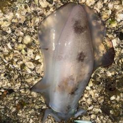 【２キロアップ】春イカエギングでアオリイカ