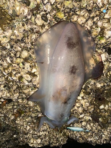 【２キロアップ】春イカエギングでアオリイカ…