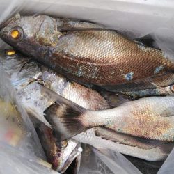 泉州丸　釣果