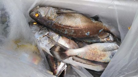 泉州丸　釣果