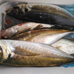泉州丸　釣果