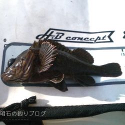 チヌ狙いで何故かサヨリ！