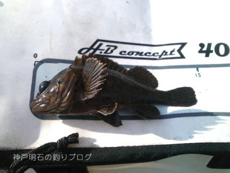 チヌ狙いで何故かサヨリ！