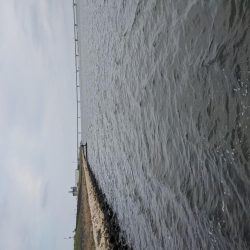 強制ボラリバンウンド