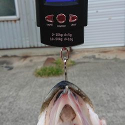 久々に納得の釣果がありました！