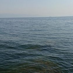 大サバ調査、不発！