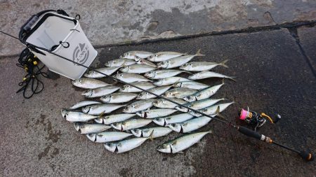 大潮朝マズメアジング