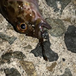 今日もメバル不発