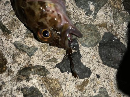 今日もメバル不発