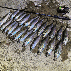 爆風島アジング