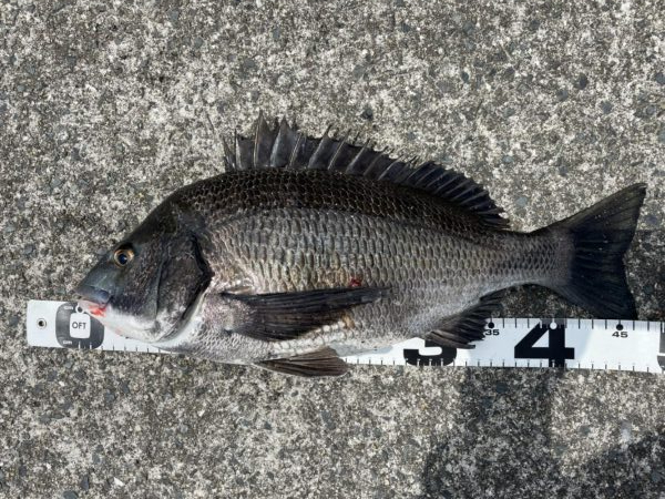 イチノ兄弟、釣果！