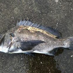 イチノ兄弟、釣果！