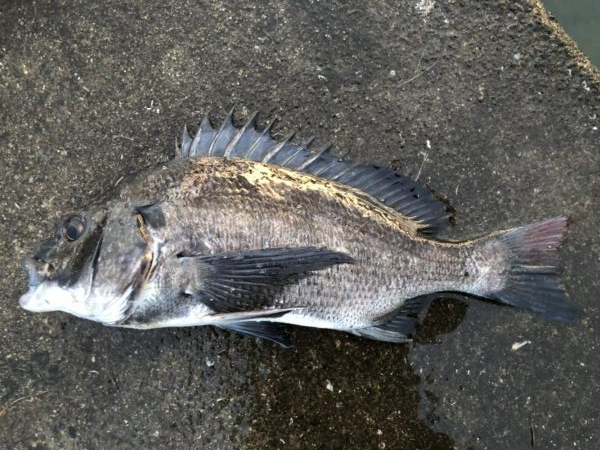 イチノ兄弟、釣果！