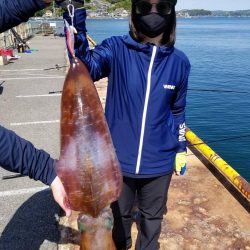 3キロオーバー！春のモンスターアオリイカ