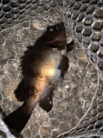 アジ・メバル探し