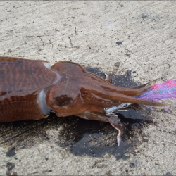 小潮コウイカ釣り