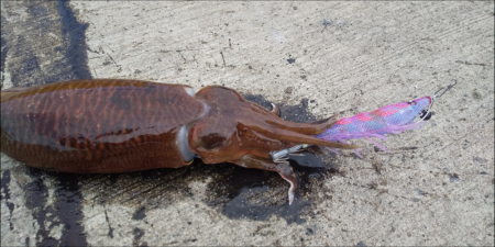 小潮コウイカ釣り