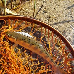 サクラ人多くて投げれず渓流へ