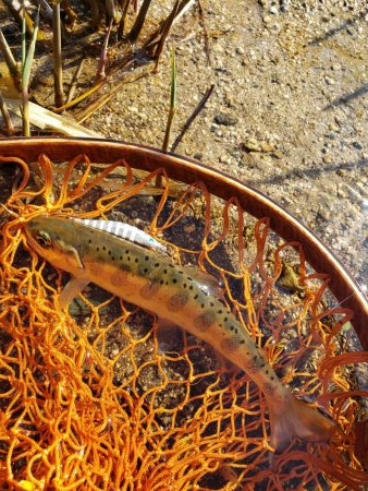 サクラ人多くて投げれず渓流へ