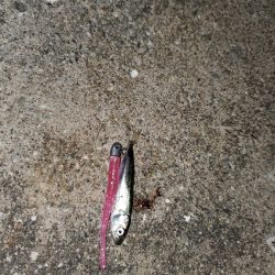 ベイトの正体は？