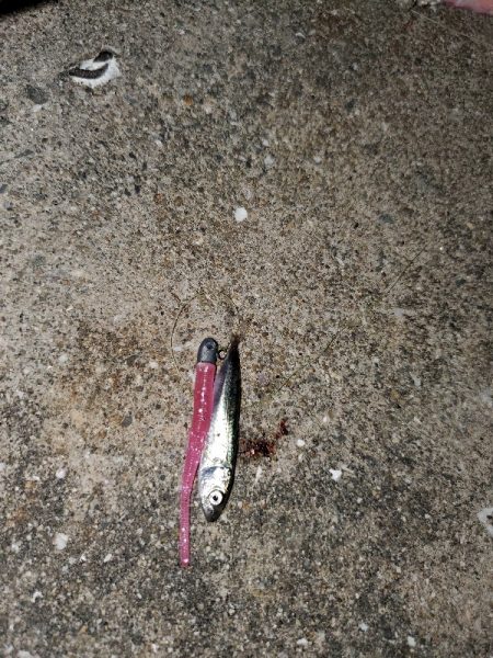 ベイトの正体は？