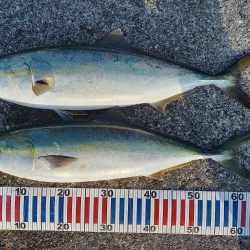 神戸エリアでショアジギング青物！