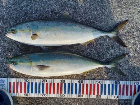 神戸エリアでショアジギング青物！