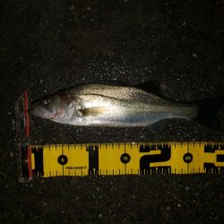 夜練釣行