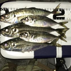 シグ単Df~アジング！ん？ちっこいの？