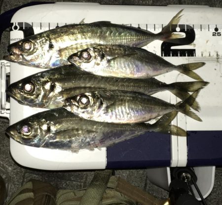 シグ単Df~アジング！ん？ちっこいの？