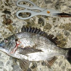 釣りデビュー　１２０日　ちょっとシーズンが近くなってきたかも