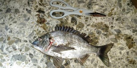 釣りデビュー　１２０日　ちょっとシーズンが近くなってきたかも