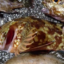 ちょっと渋かっったです