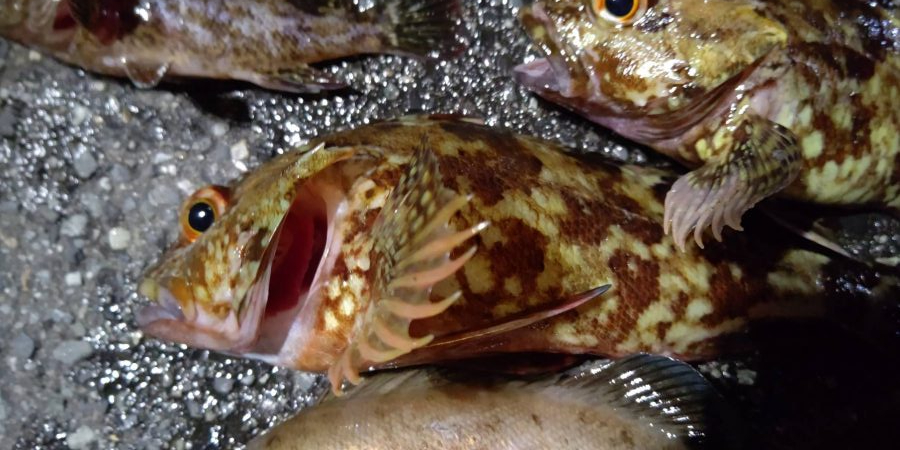 ちょっと渋かっったです