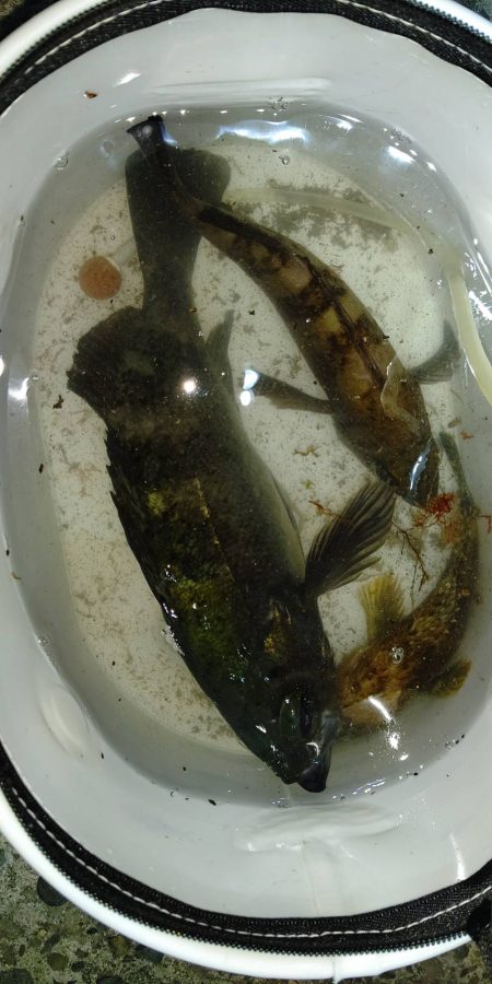 ハイシーズンの尺メバル