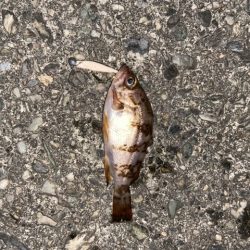 連日メバリング