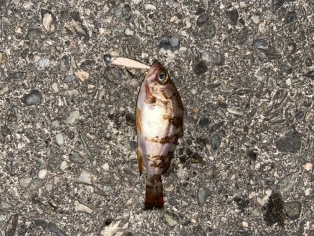 連日メバリング