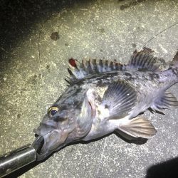 久しぶりにシーバス釣り